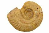 Jurassic Ammonite (Hildoceras?) Fossil - Morocco #289678-1